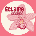 EclaireOrchids