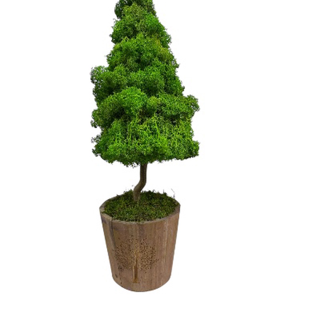 Brad de licheni stabilizați  - crăciun - cadouri de moș crăciun - decor cu moș crăciun - Artynos.ro