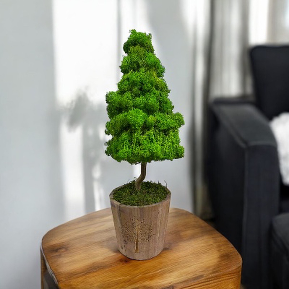 Brad de licheni stabilizați  - crăciun - cadouri de moș crăciun - decor cu moș crăciun - Artynos.ro