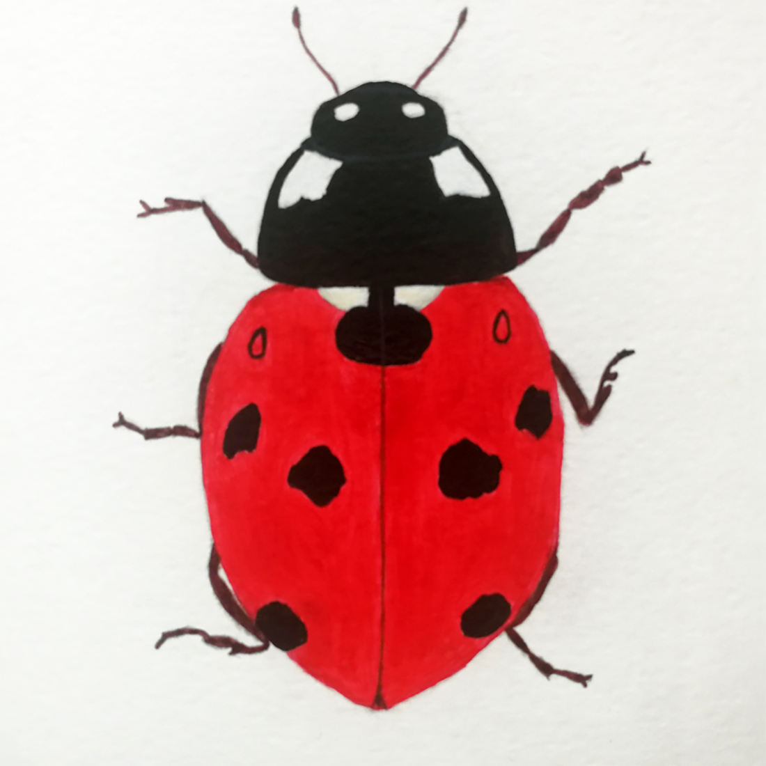 Ilustratie Pictura Tablou Buburuza in Acuarele pe Hartie - arte vizuale și accesorii  - picturi - acuarele picturi - Artynos.ro