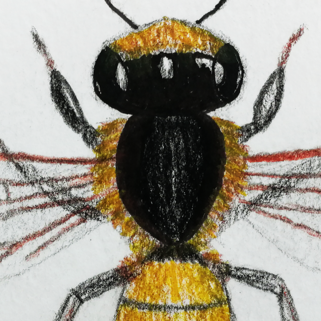 Ilustratie Desen Tablou Albina in Creioane Colorate pe Hartie - arte vizuale și accesorii  - grafică, ilustrație - alte desene - Artynos.ro