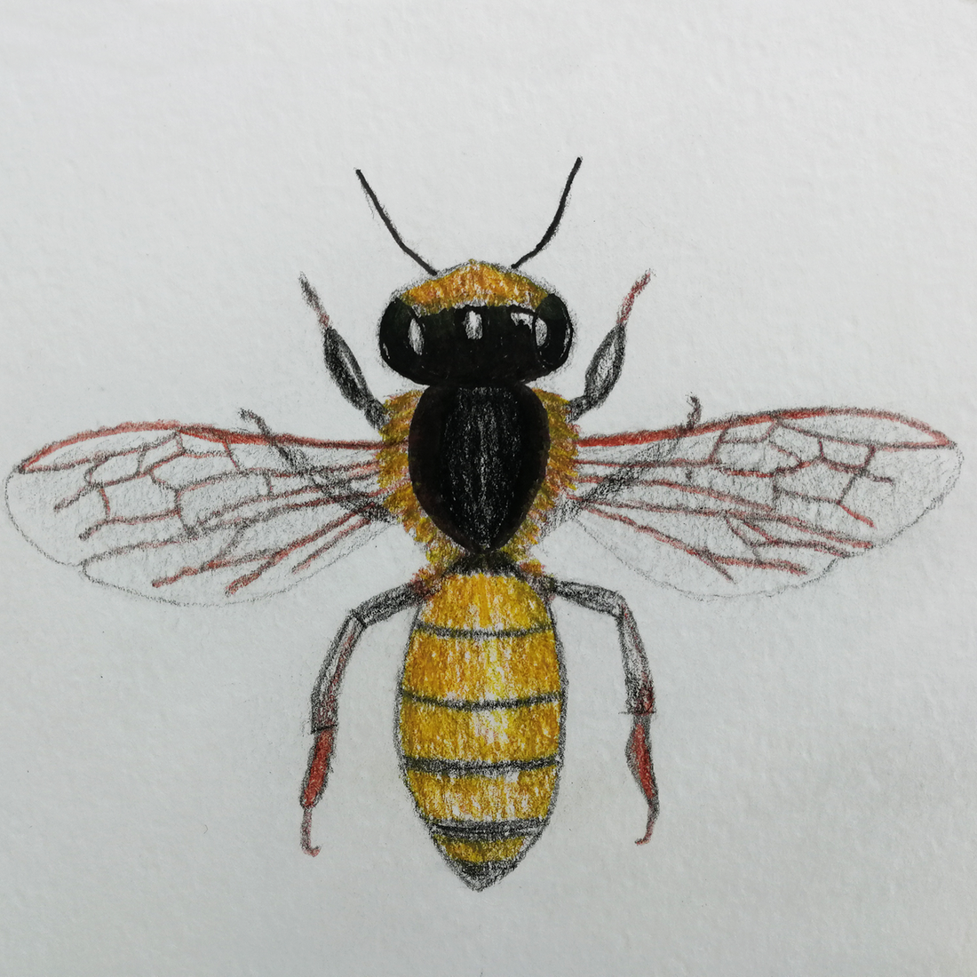 Ilustratie Desen Tablou Albina in Creioane Colorate pe Hartie - arte vizuale și accesorii  - grafică, ilustrație - alte desene - Artynos.ro