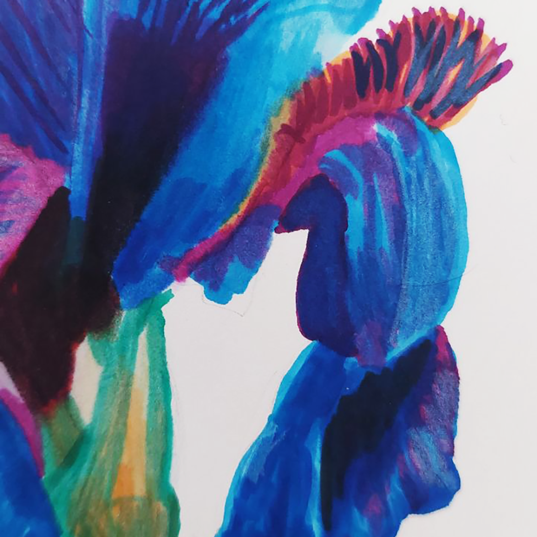 Ilustratie Desen Tablou Floare Iris Albastra si Violet - arte vizuale și accesorii  - grafică, ilustrație - alte desene - Artynos.ro