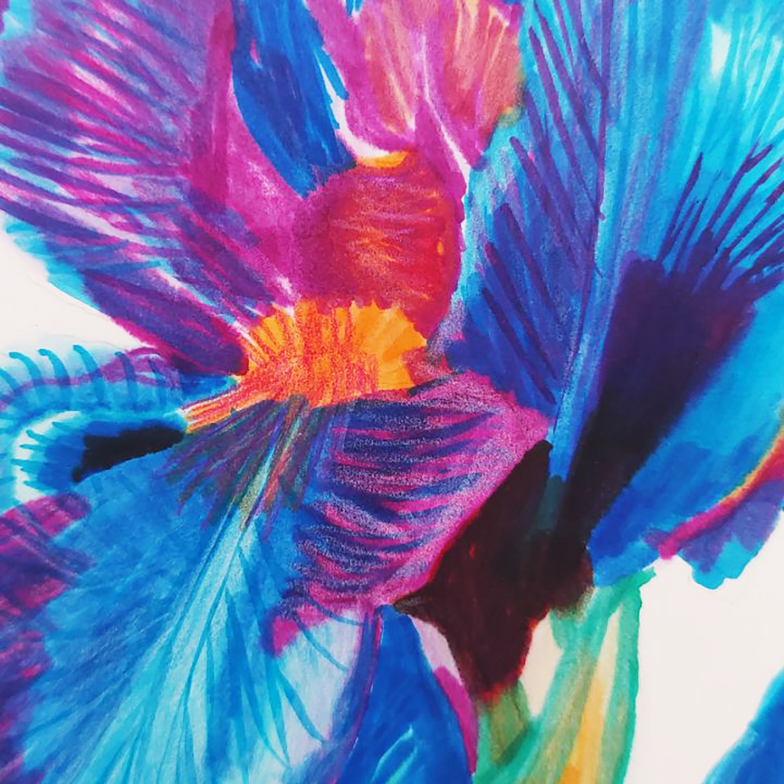 Ilustratie Desen Tablou Floare Iris Albastra si Violet - arte vizuale și accesorii  - grafică, ilustrație - alte desene - Artynos.ro