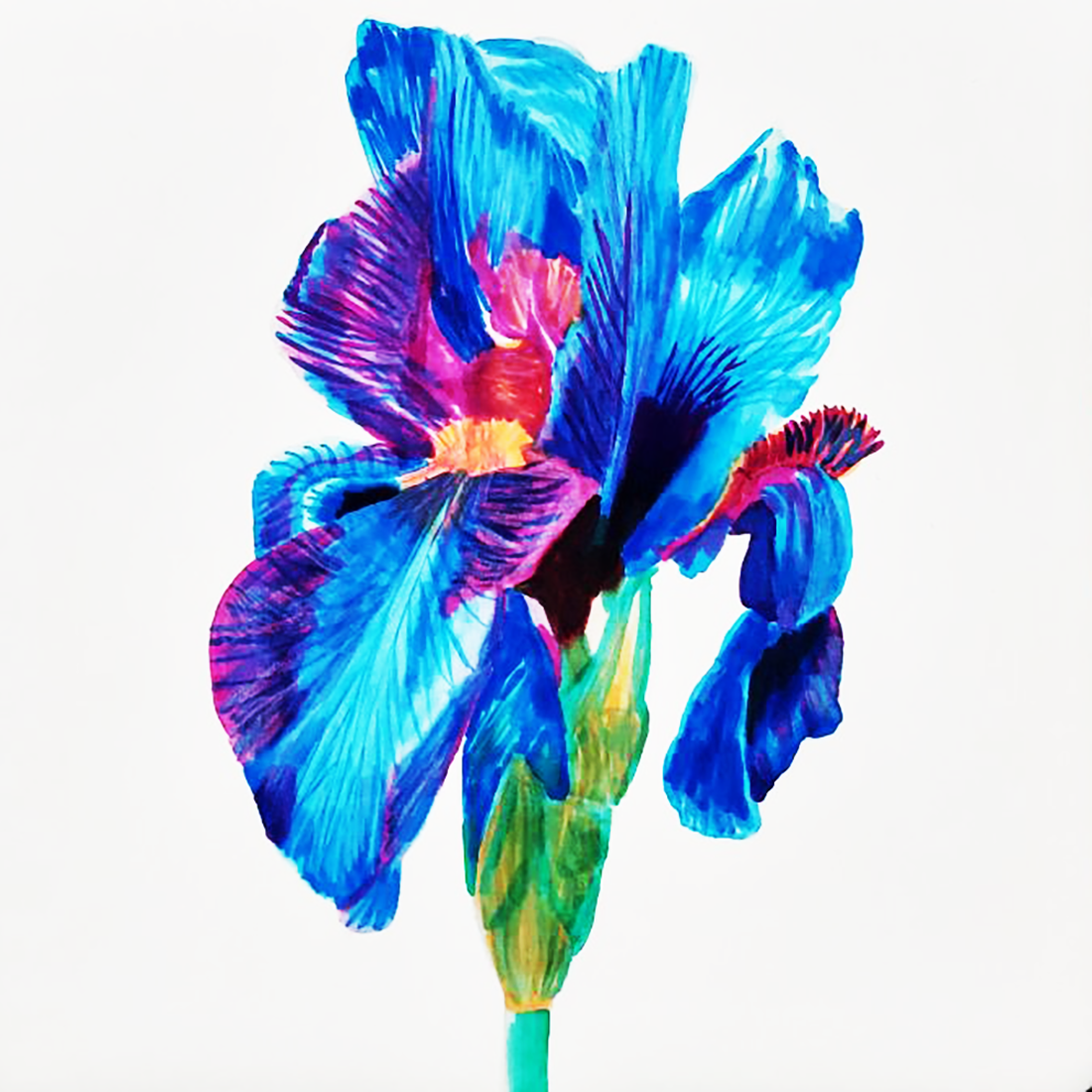 Ilustratie Desen Tablou Floare Iris Albastra si Violet - arte vizuale și accesorii  - grafică, ilustrație - alte desene - Artynos.ro