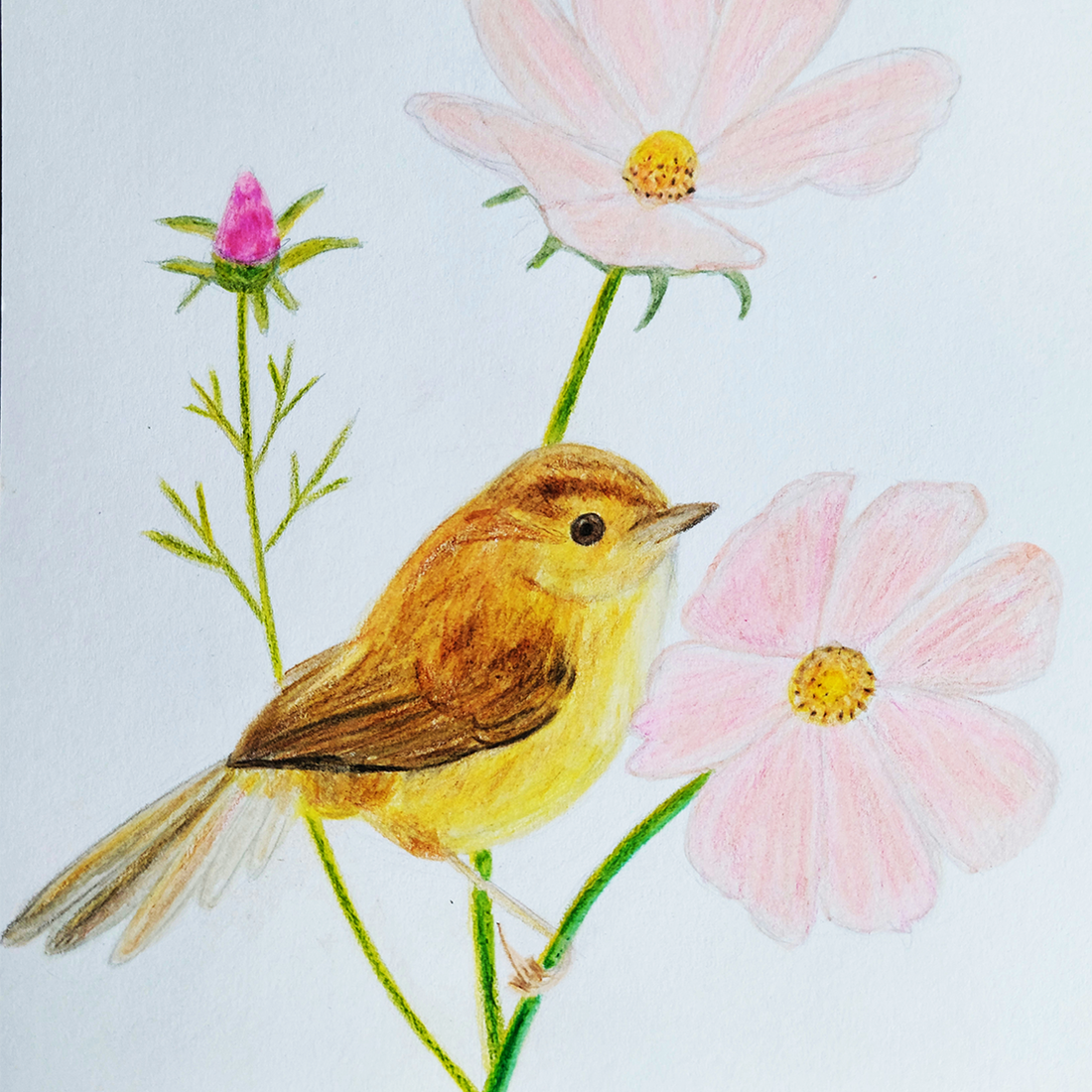 Ilustratie Desen Tablou Creioane Colorate Pasare cu Flori Roz - arte vizuale și accesorii  - grafică, ilustrație - alte desene - Artynos.ro