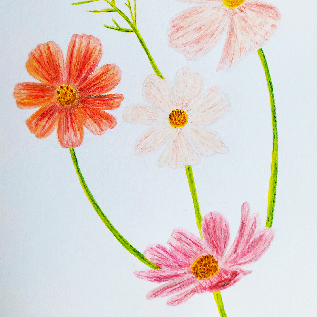 Ilustratie Desen Tablou Creioane Colorate Flori Roz, Magenta și Portocaliu - arte vizuale și accesorii  - grafică, ilustrație - alte desene - Artynos.ro