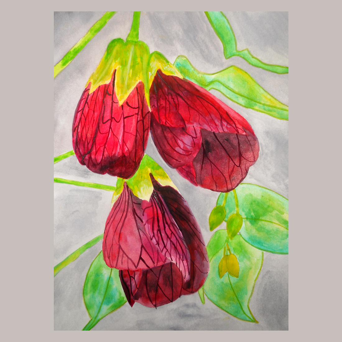 Ilustratie Pictura Tablou Acuarele Flori Rosii Abutilon, Floarea Artar - arte vizuale și accesorii  - picturi - acuarele picturi - Artynos.ro
