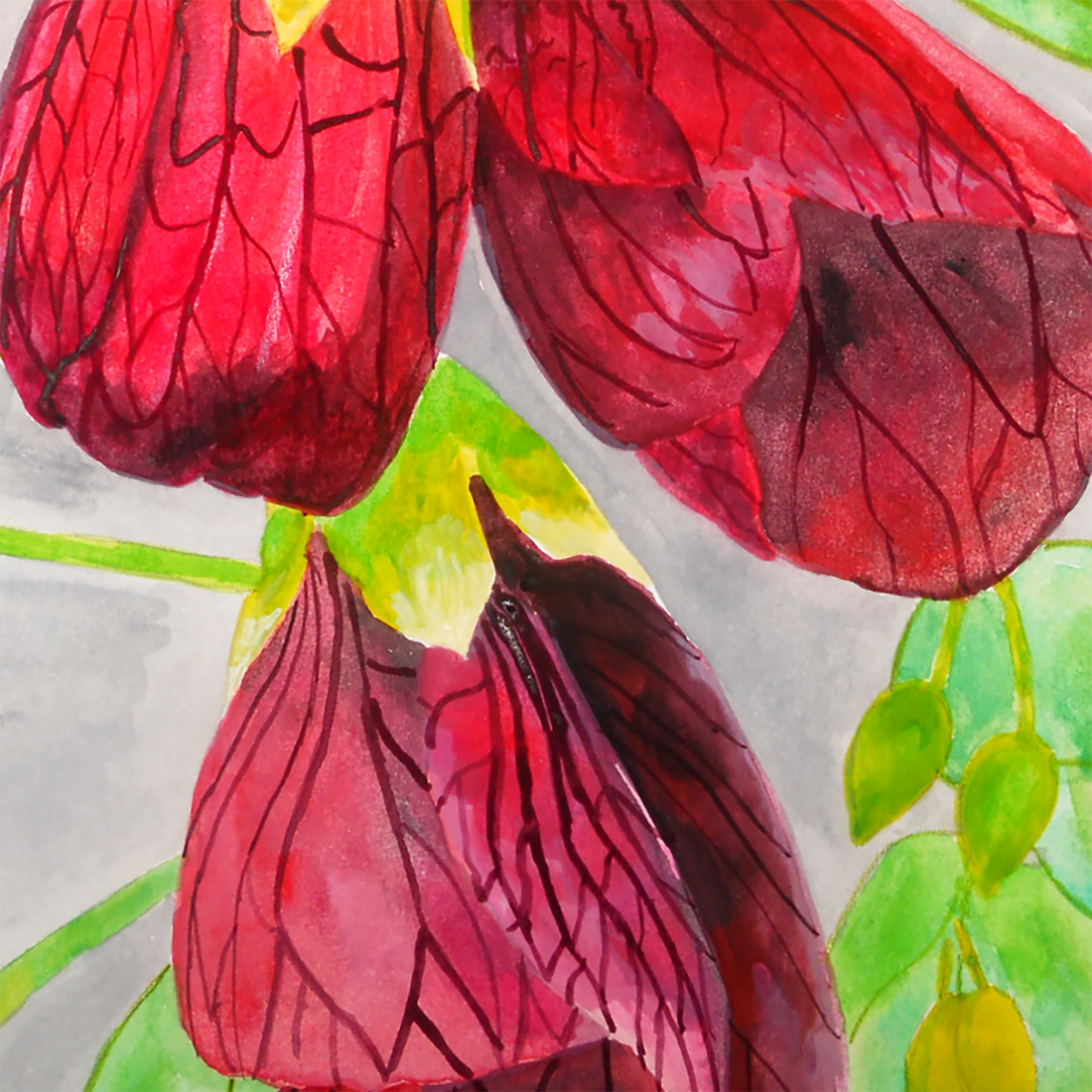 Ilustratie Pictura Tablou Acuarele Flori Rosii Abutilon, Floarea Artar - arte vizuale și accesorii  - picturi - acuarele picturi - Artynos.ro