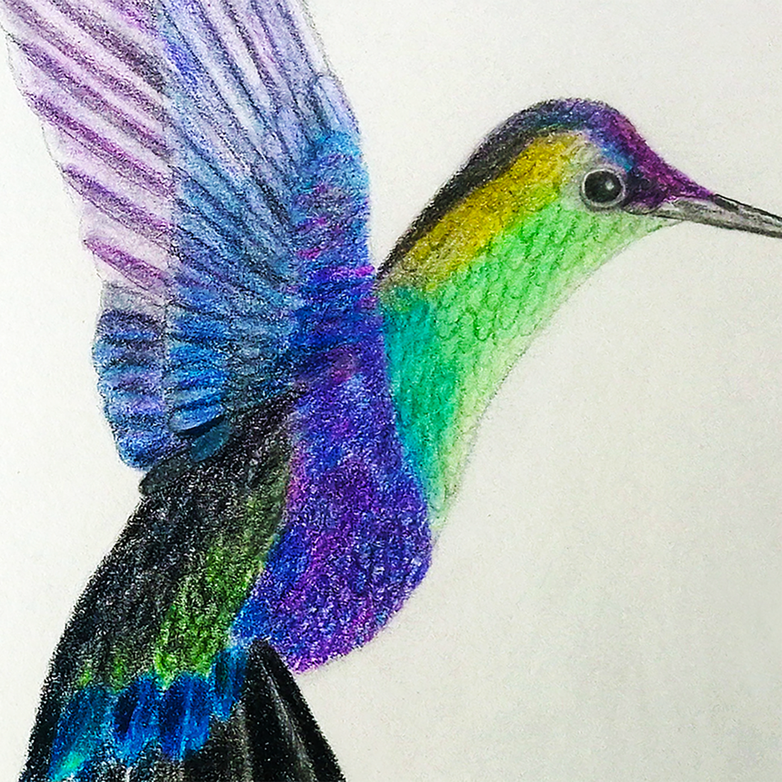 Ilustratie Desen Tablou Creioane Colorate Pasare Colibri - arte vizuale și accesorii  - grafică, ilustrație - alte desene - Artynos.ro