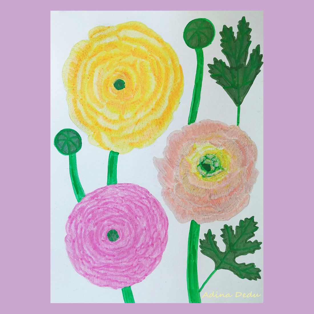 Tablou Ilustratie Flori Ranunculus Galben, Roz și Portocaliu - arte vizuale și accesorii  - grafică, ilustrație - alte desene - Artynos.ro