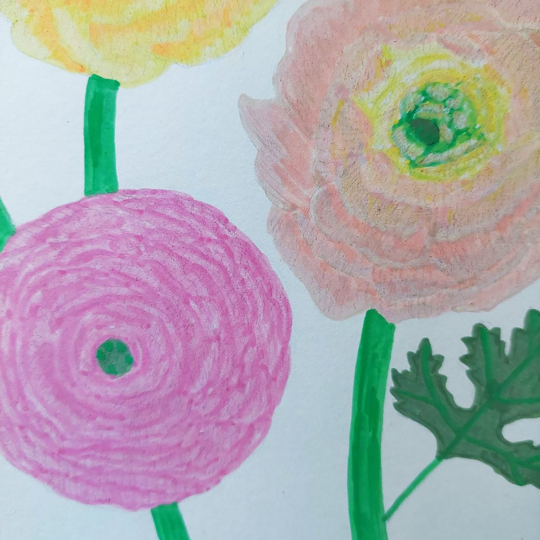 Tablou Ilustratie Flori Ranunculus Galben, Roz și Portocaliu - arte vizuale și accesorii  - grafică, ilustrație - alte desene - Artynos.ro