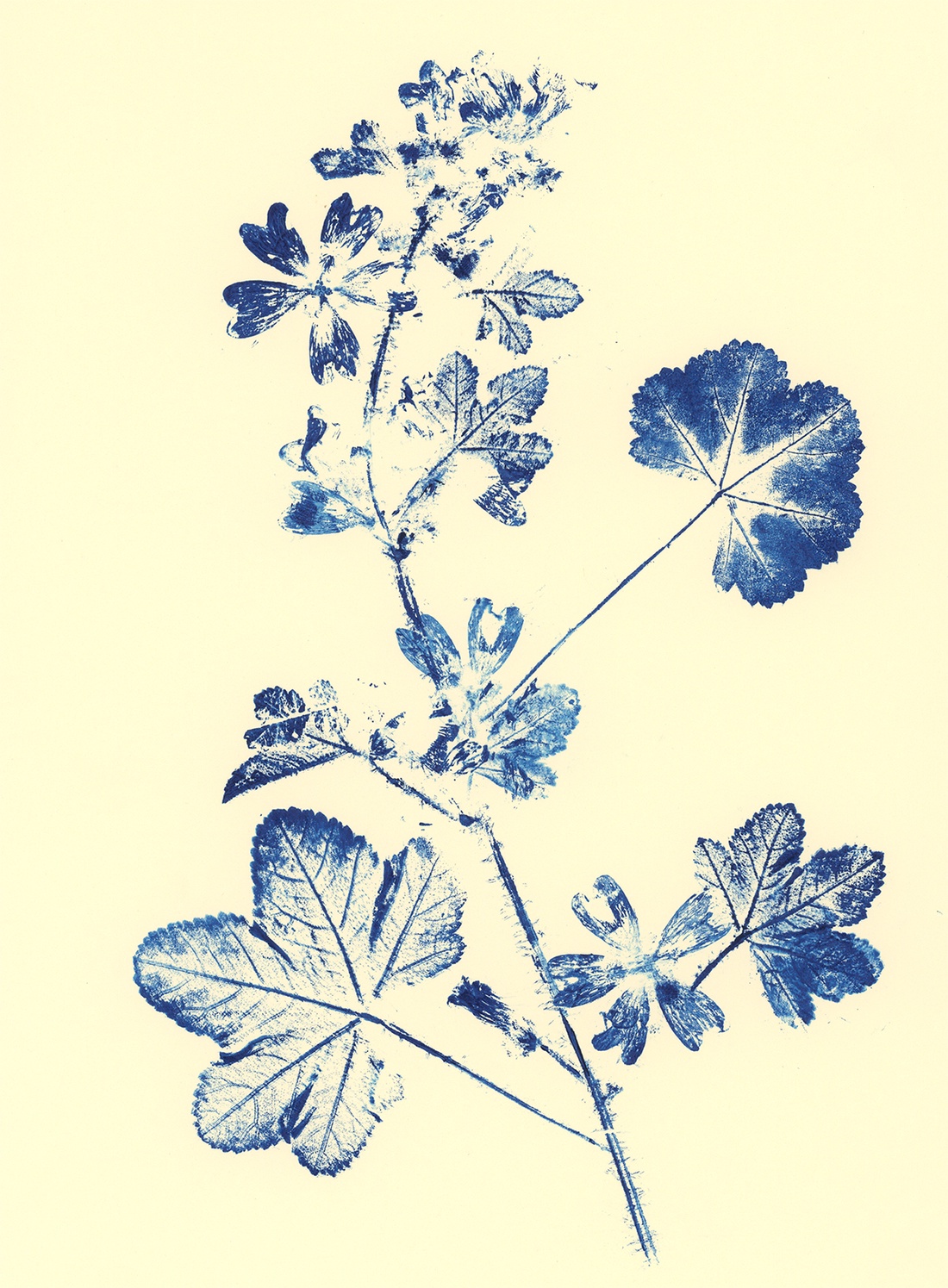 Set 2 Printuri monotipie originala poster cadou inedit print botanic albastru decoratiune interioara design interior - arte vizuale și accesorii - picturi - acuarele picturi - Artynos.ro Set 2 Printuri monotipie originala poster cadou inedit print botanic albastru decoratiune interioara design interior - arte vizuale și accesorii - picturi - acuarele picturi - Artynos.ro