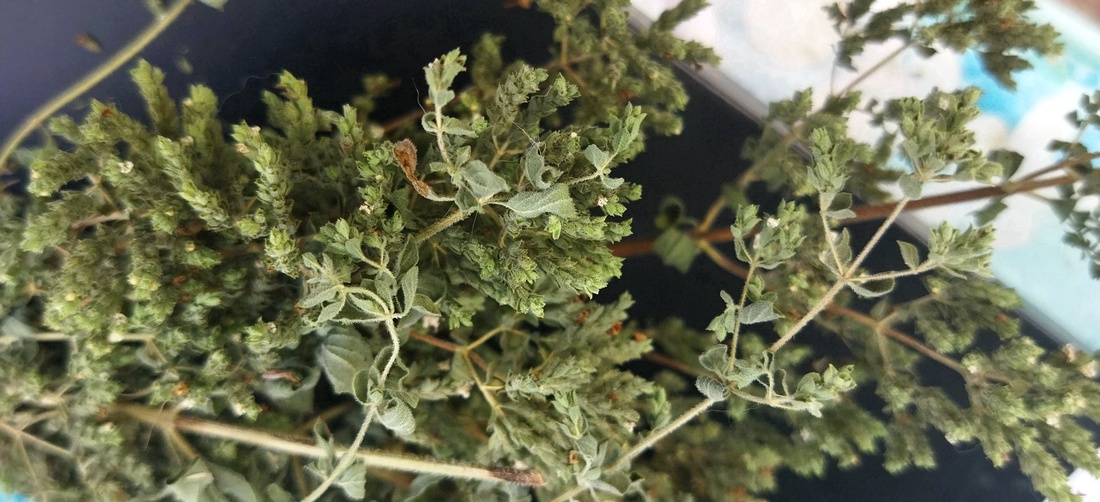 Oregano uscat, crengute - alimente - condimente - Artynos.ro Oregano uscat, crengute - alimente - condimente - Artynos.ro