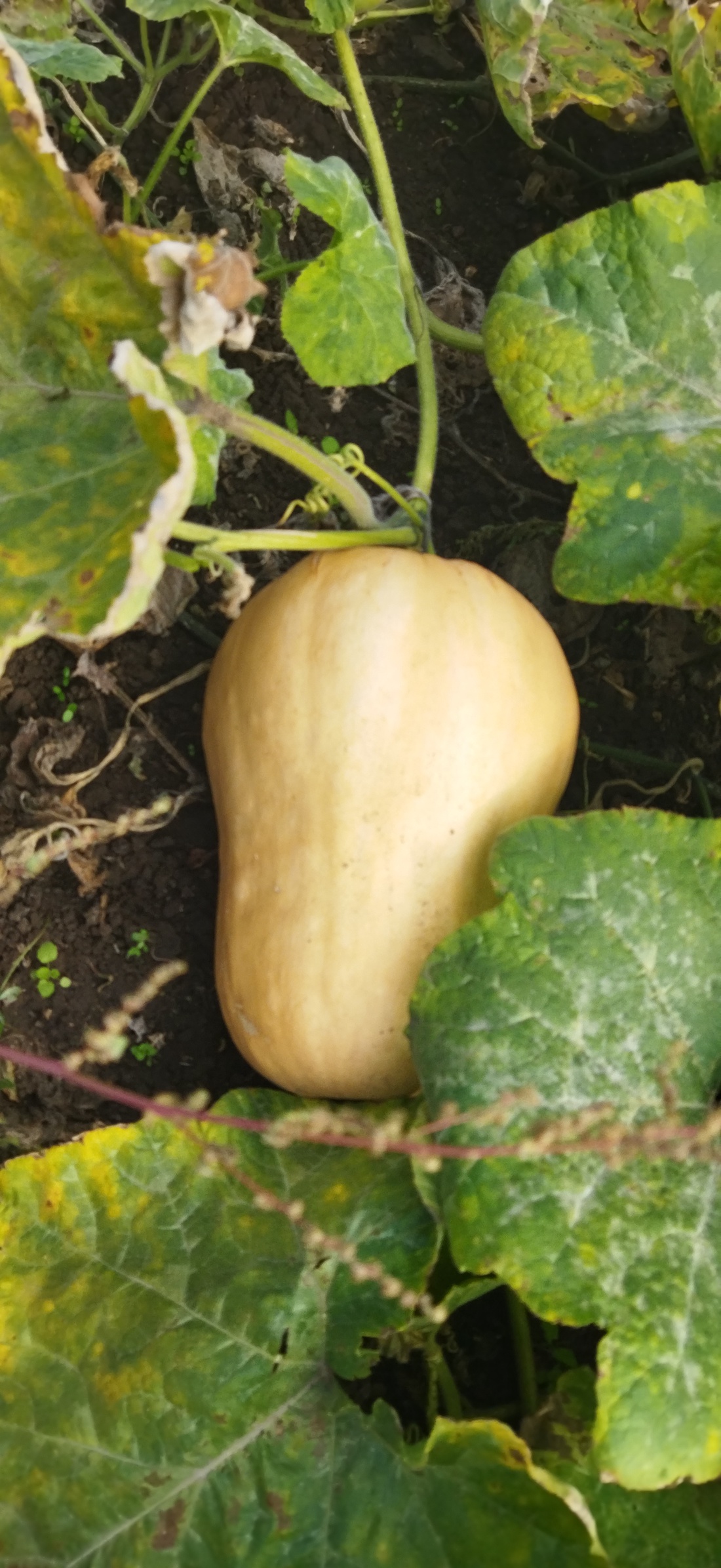 Dovleac placintar - alimente - fructe, legume - Artynos.ro Dovleac placintar - alimente - fructe, legume - Artynos.ro
