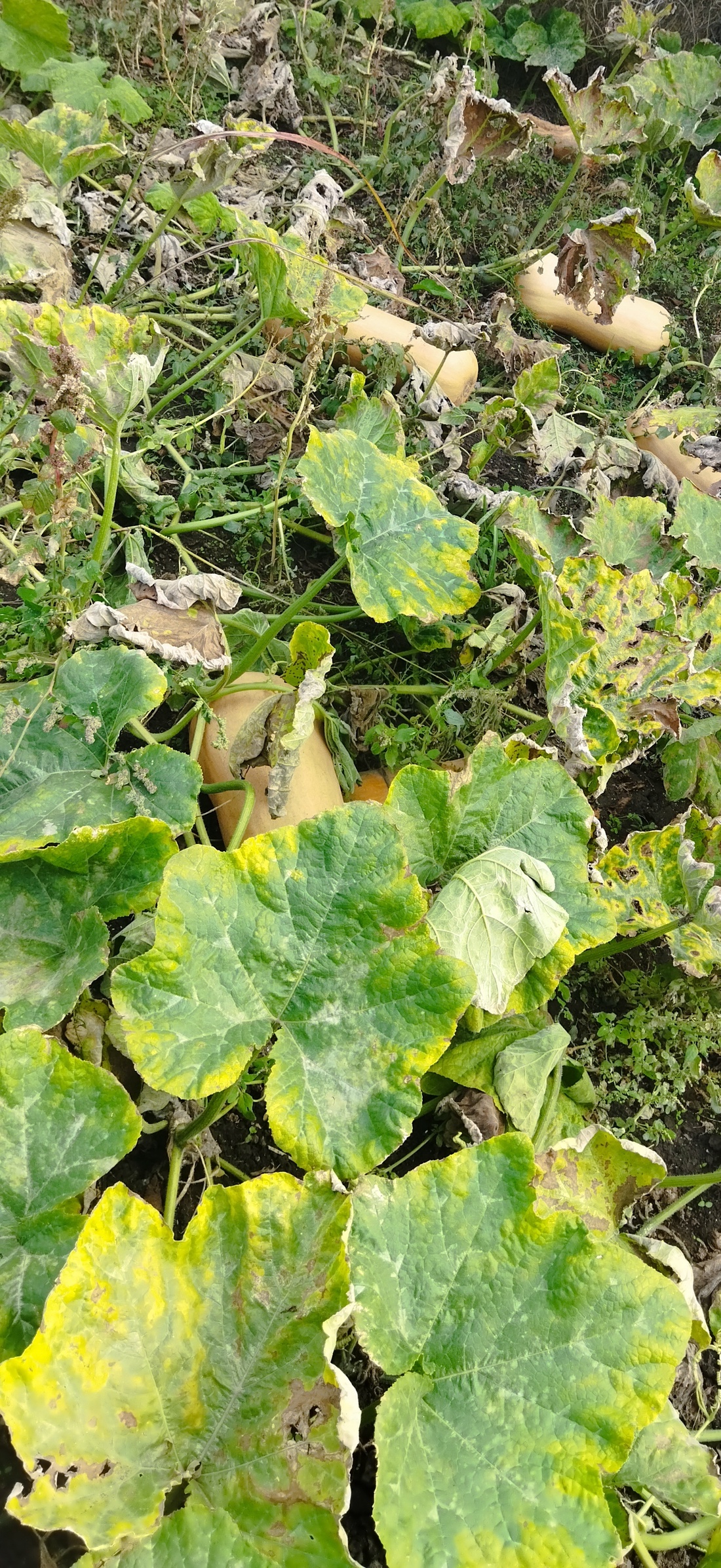 Dovleac placintar - alimente - fructe, legume - Artynos.ro Dovleac placintar - alimente - fructe, legume - Artynos.ro