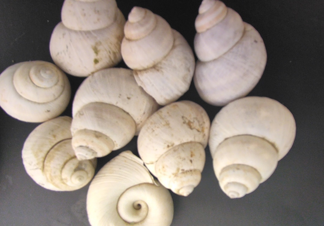Scoici naturale, albe - casă & stil de viață - accesorii pentru decorat casa - decorațiuni cu tematică spirituală - fossil, rocă, mineral - Artynos.ro Scoici naturale, albe - casă & stil de viață - accesorii pentru decorat casa - decorațiuni cu tematică spirituală - fossil, rocă, mineral - Artynos.ro