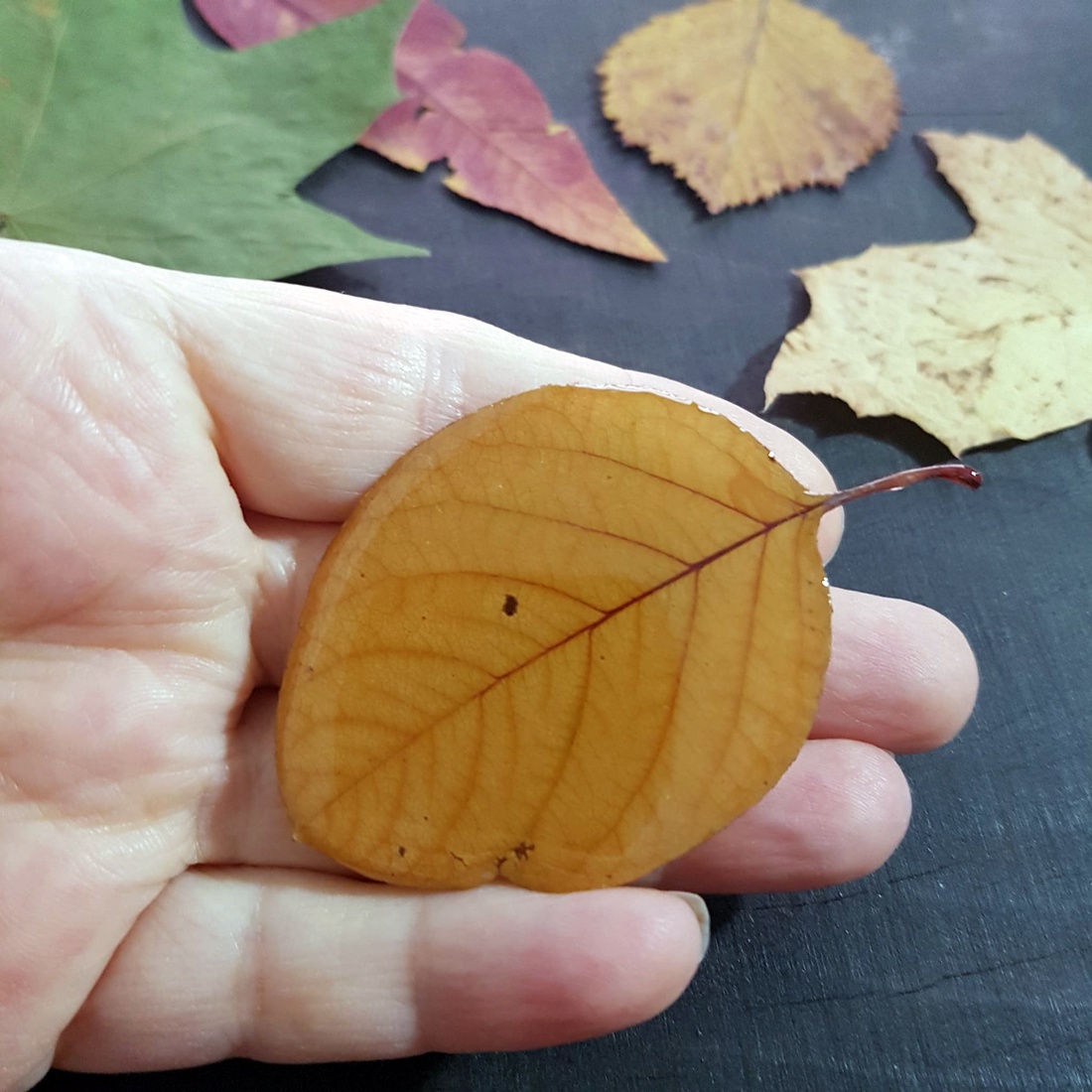 Brosa din frunza naturala brosa din rasina Cadou iubitoare natura padure cadou inedit toamna secret santa craciun - bijuterii - broșe - Artynos.ro