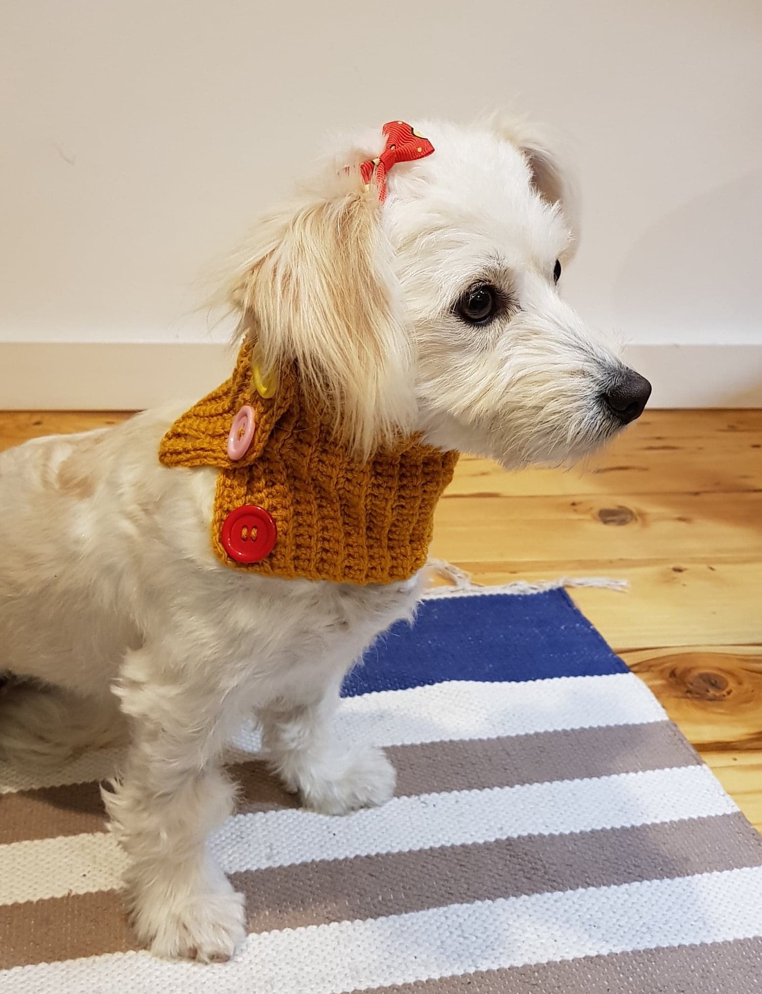 Guler Catel - casă & stil de viață - accesorii pentru animale - paturi și echipamente câini - colier de câine, set de lesă - Artynos.ro Guler Catel - casă & stil de viață - accesorii pentru animale - paturi și echipamente câini - colier de câine, set de lesă - Artynos.ro