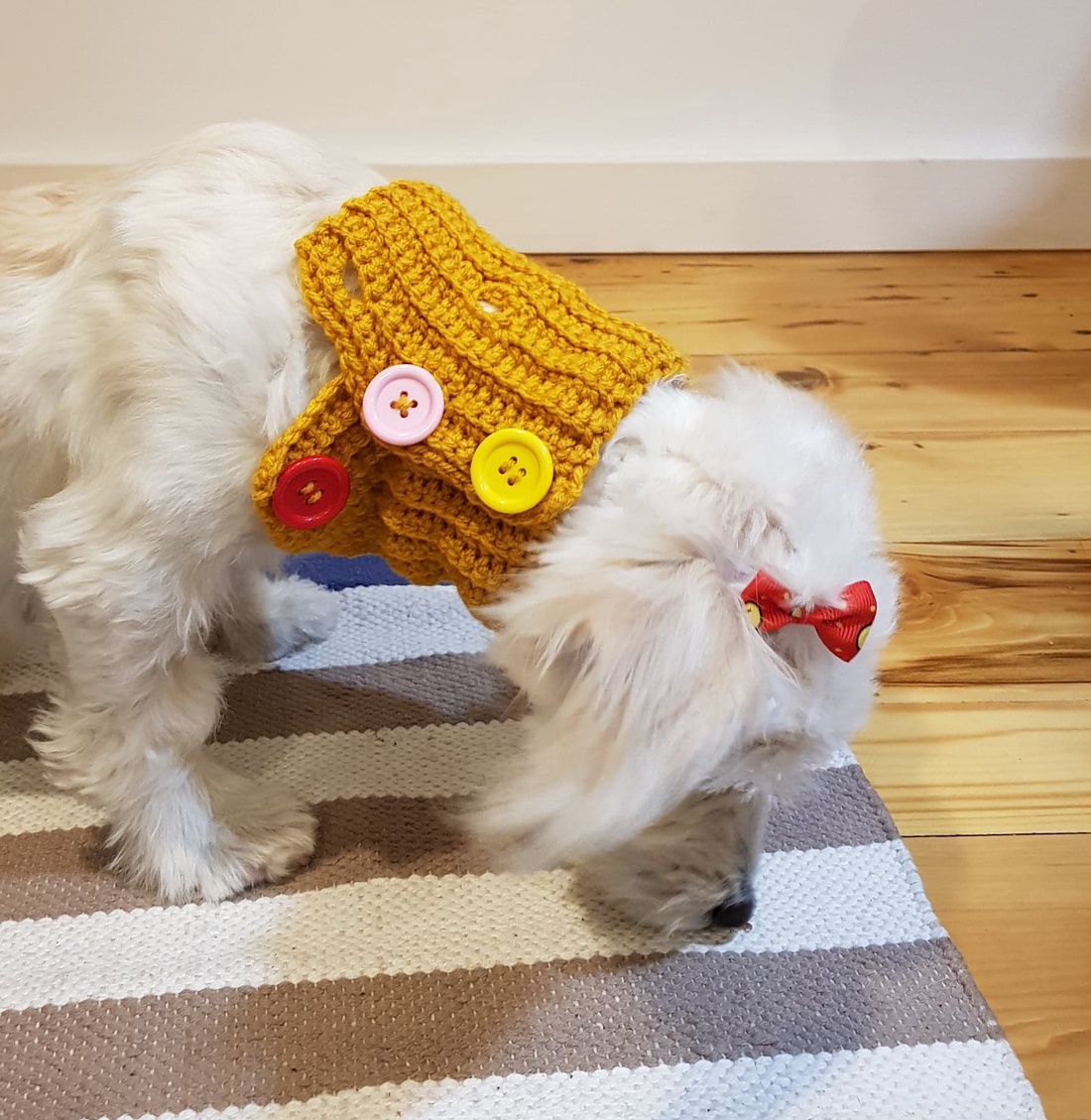 Guler Catel - casă & stil de viață - accesorii pentru animale - paturi și echipamente câini - colier de câine, set de lesă - Artynos.ro Guler Catel - casă & stil de viață - accesorii pentru animale - paturi și echipamente câini - colier de câine, set de lesă - Artynos.ro