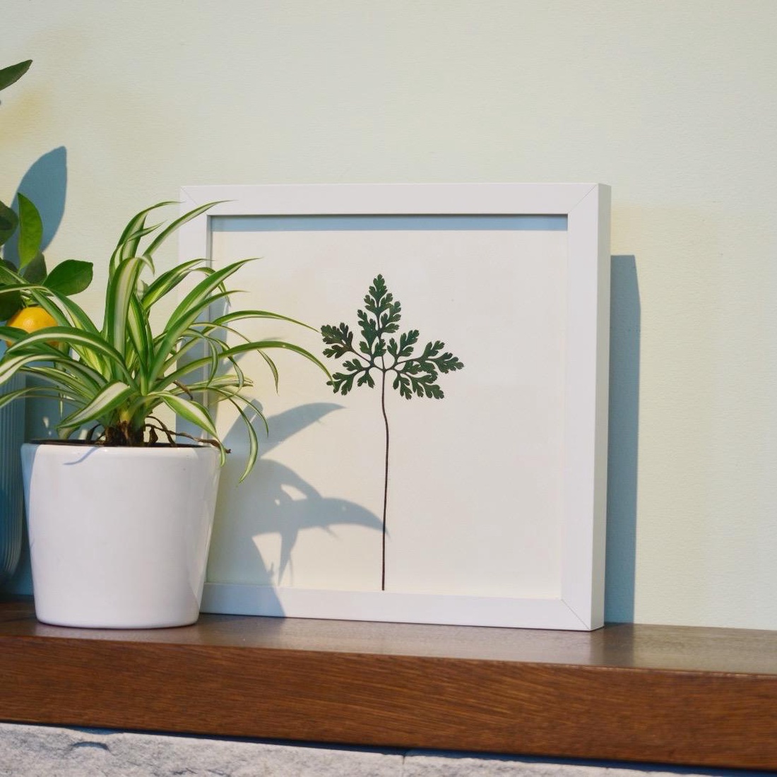 Iarba-Sângelui (Geranium robertianum) - casă & stil de viață - accesorii pentru decorat casa - decorațiuni de masă și decorațiuni pentru rafturi - decorațiuni de masă - Artynos.ro Iarba-Sângelui (Geranium robertianum) - casă & stil de viață - accesorii pentru decorat casa - decorațiuni de masă și decorațiuni pentru rafturi - decorațiuni de masă - Artynos.ro