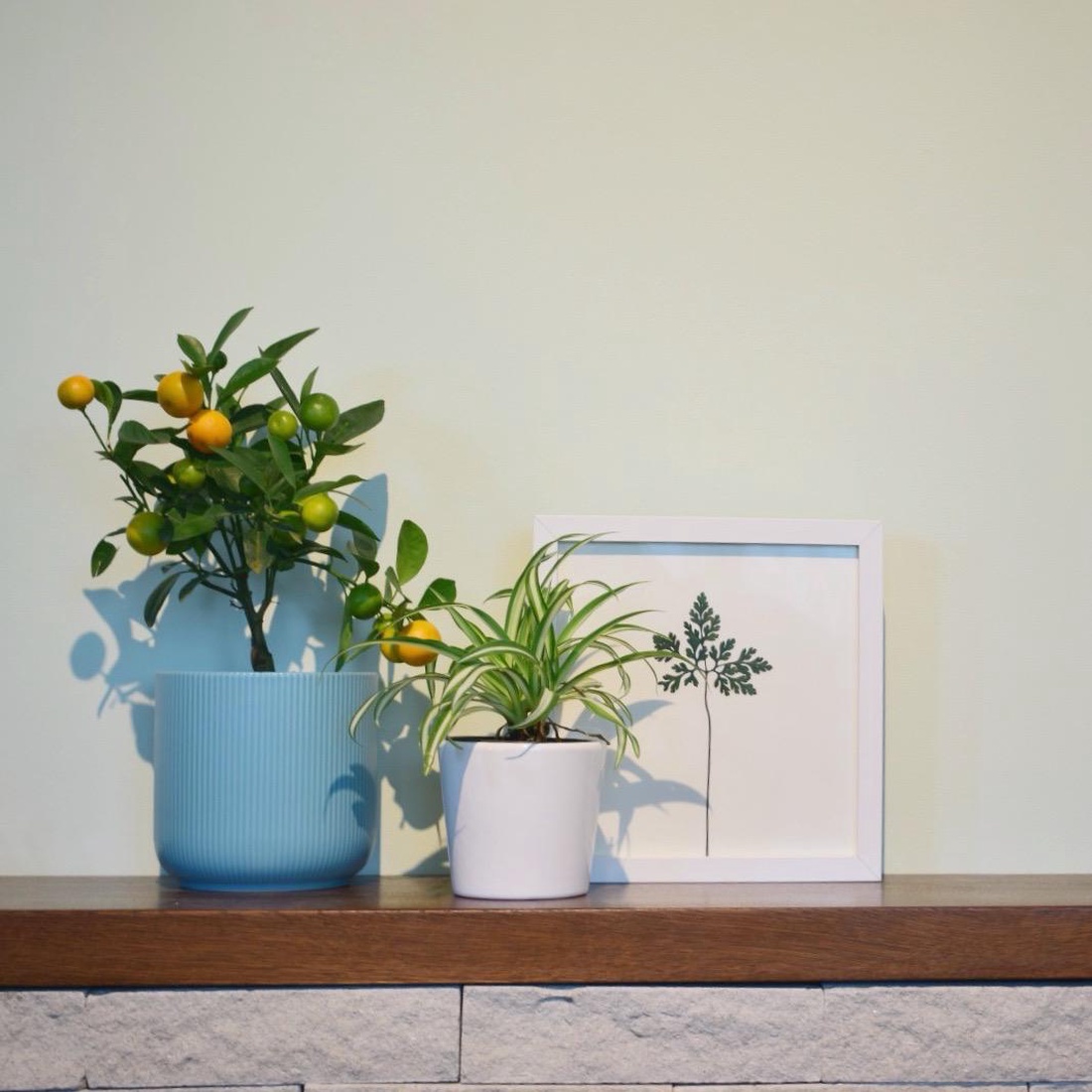 Iarba-Sângelui (Geranium robertianum) - casă & stil de viață - accesorii pentru decorat casa - decorațiuni de masă și decorațiuni pentru rafturi - decorațiuni de masă - Artynos.ro Iarba-Sângelui (Geranium robertianum) - casă & stil de viață - accesorii pentru decorat casa - decorațiuni de masă și decorațiuni pentru rafturi - decorațiuni de masă - Artynos.ro