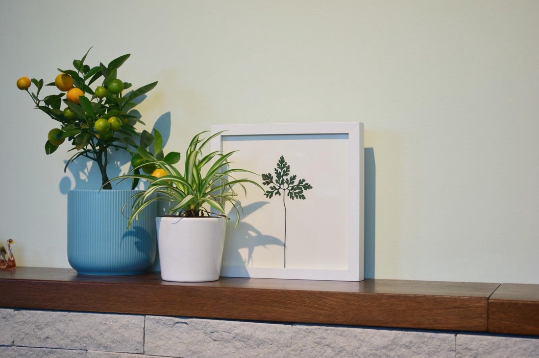 Iarba-Sângelui (Geranium robertianum) - casă & stil de viață - accesorii pentru decorat casa - decorațiuni de masă și decorațiuni pentru rafturi - decorațiuni de masă - Artynos.ro Iarba-Sângelui (Geranium robertianum) - casă & stil de viață - accesorii pentru decorat casa - decorațiuni de masă și decorațiuni pentru rafturi - decorațiuni de masă - Artynos.ro