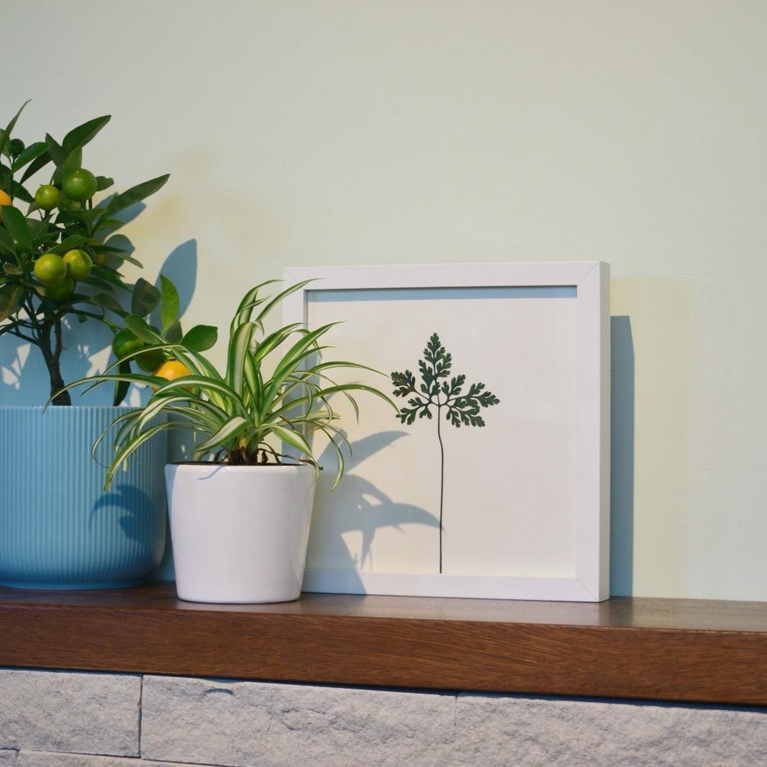 Iarba-Sângelui (Geranium robertianum) - casă & stil de viață - accesorii pentru decorat casa - decorațiuni de masă și decorațiuni pentru rafturi - decorațiuni de masă - Artynos.ro Iarba-Sângelui (Geranium robertianum) - casă & stil de viață - accesorii pentru decorat casa - decorațiuni de masă și decorațiuni pentru rafturi - decorațiuni de masă - Artynos.ro