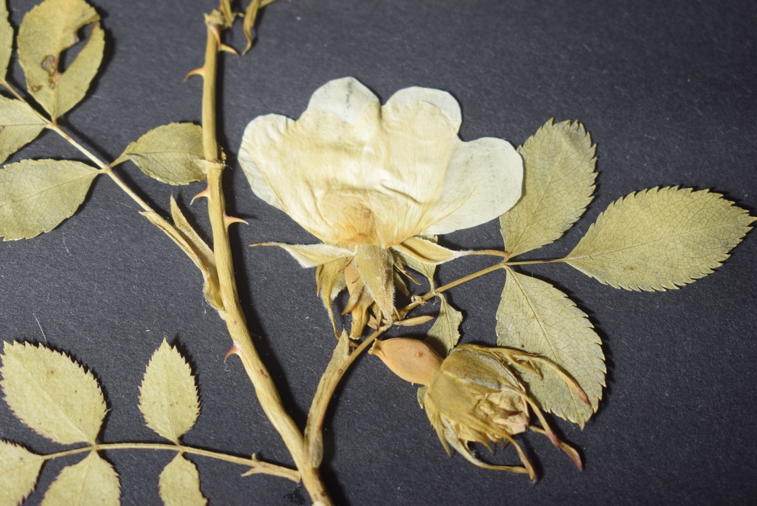 Trandafir salbatic - casă & stil de viață - accesorii pentru decorat casa - decorațiuni de pereți, decorațiuni suspendate - decorațiuni perete, macramé - Artynos.ro