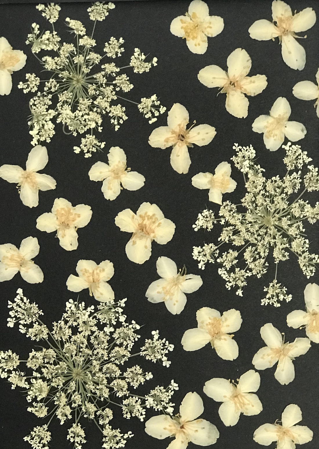 Tablou cu flori de iasomie presată - casă & stil de viață - accesorii pentru decorat casa - decorațiuni de masă și decorațiuni pentru rafturi - florării și grădini de sticle - Artynos.ro Tablou cu flori de iasomie presată - casă & stil de viață - accesorii pentru decorat casa - decorațiuni de masă și decorațiuni pentru rafturi - florării și grădini de sticle - Artynos.ro