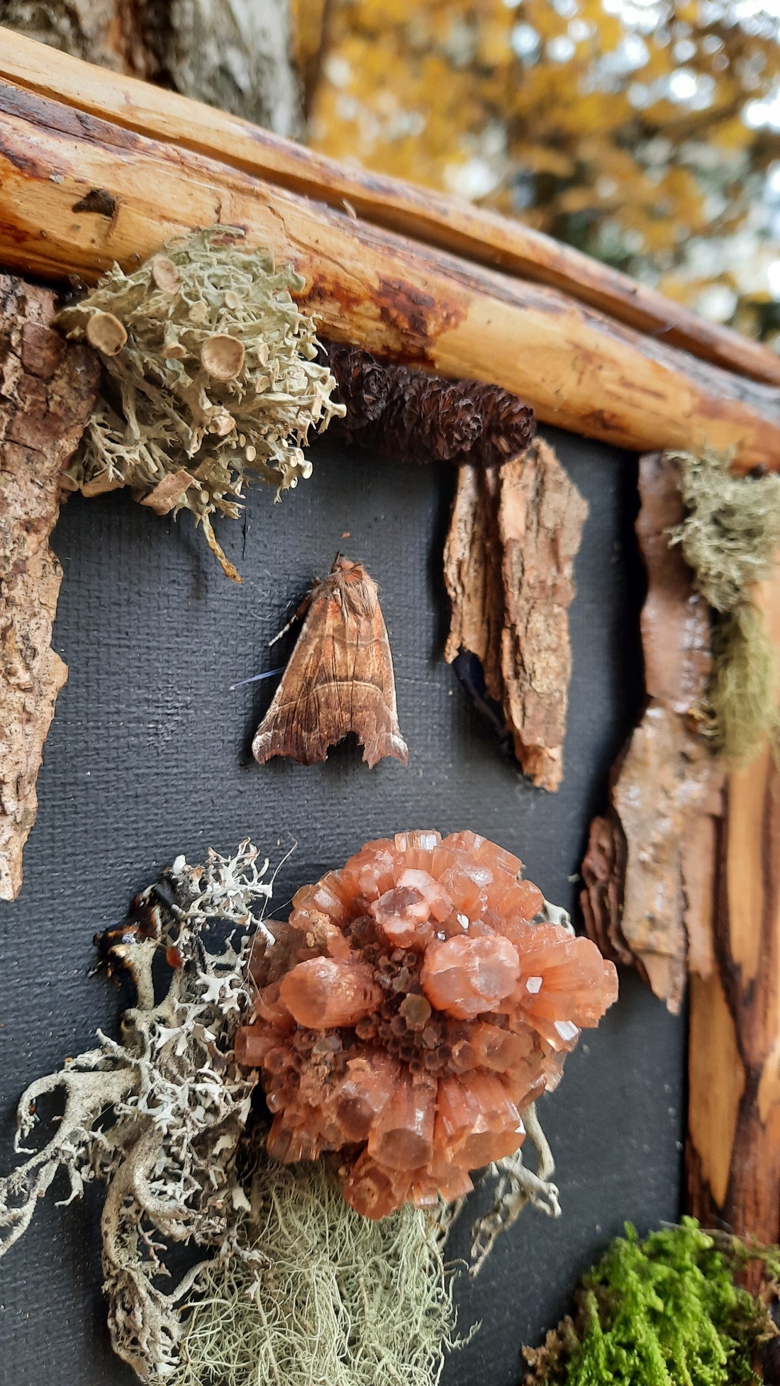 Tablou Natural Licheni Mușchi Aragonitul - casă & stil de viață - accesorii pentru decorat casa - decorațiuni de pereți, decorațiuni suspendate - tablou cu licheni - Artynos.ro