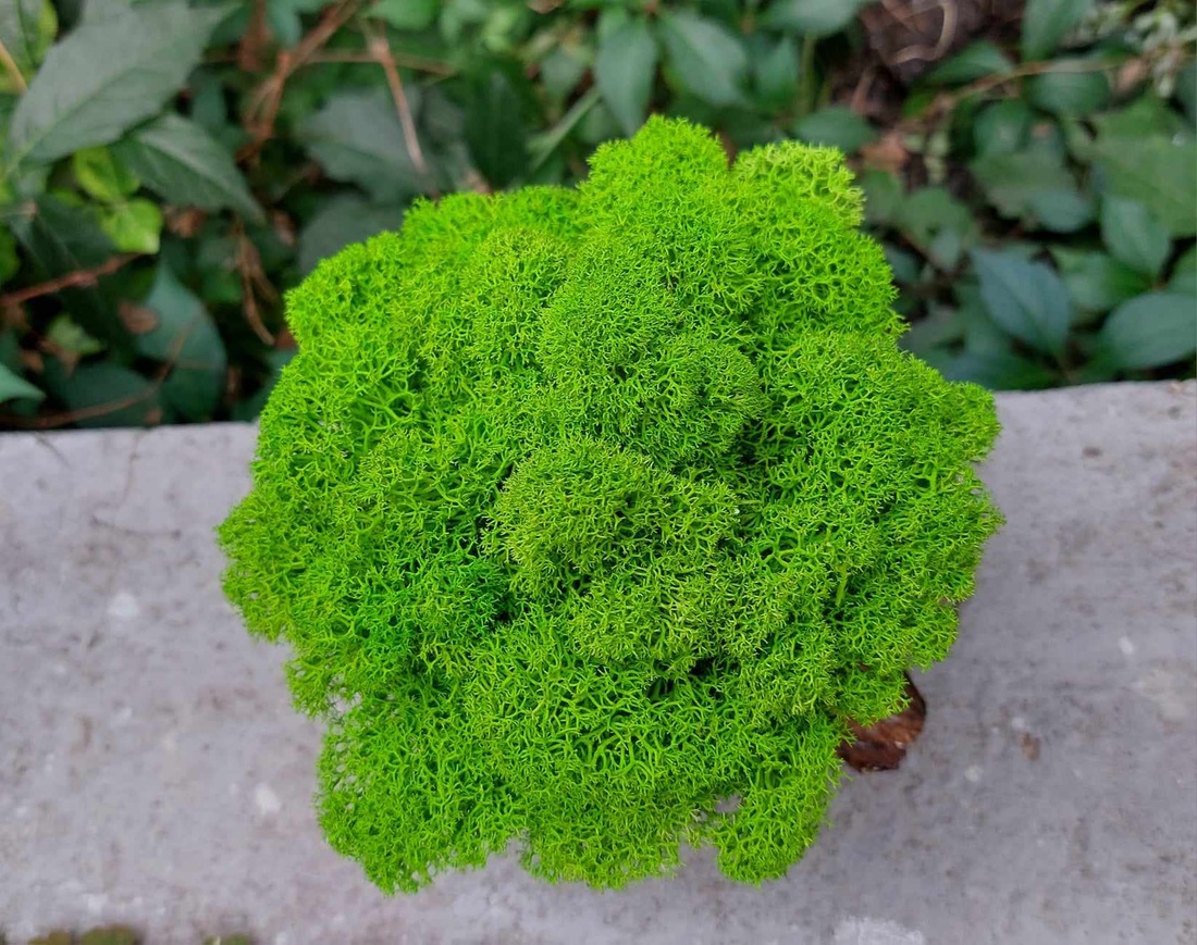 Aranjament cu licheni Buturuga - casă & stil de viață - decorațiuni de casă - accesorii florale - flori în ghiveci - Artynos.ro