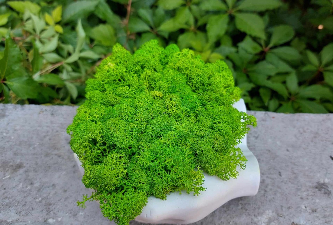 Aranjament, ghiveci decorativ Maini, cu licheni naturali - casă & stil de viață - decorațiuni de casă - accesorii florale - flori în ghiveci - Artynos.ro