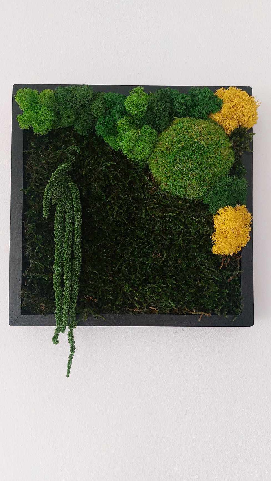 Tablou licheni, 25x25 cm - casă & stil de viață - decorațiuni de casă - decorațiuni de pereți - tablou cu licheni - Artynos.ro