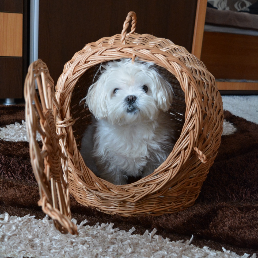 Coș pisică portabil - DK-329 - casă & stil de viață - accesorii pentru animale  - echipamente pentru pisici - paturi pentru pisici - Artynos.ro