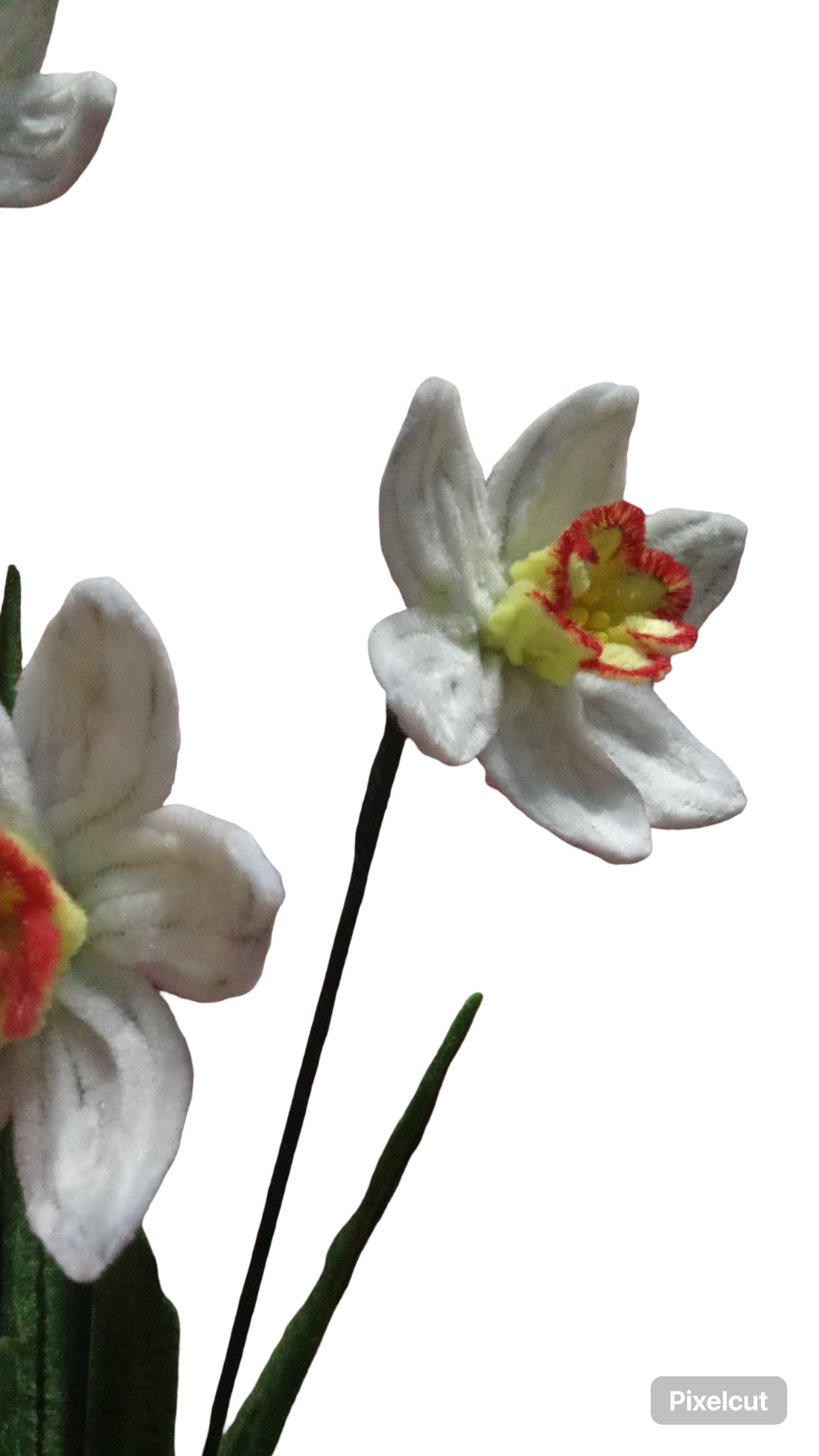 Narcise Ghiveci  - casă & stil de viață - decorațiuni de casă - accesorii florale - flori în ghiveci - Artynos.ro