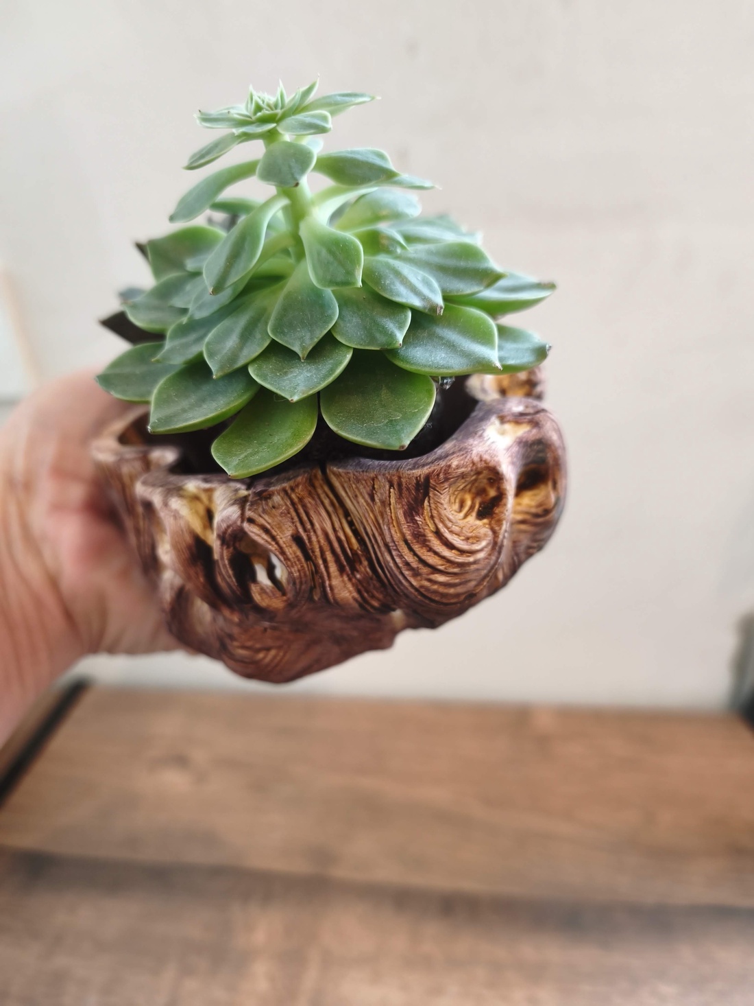 Ghiveci Buturuga Ceramic - casă & stil de viață - decorațiuni de casă - accesorii florale - ghiveci de plante - Artynos.ro