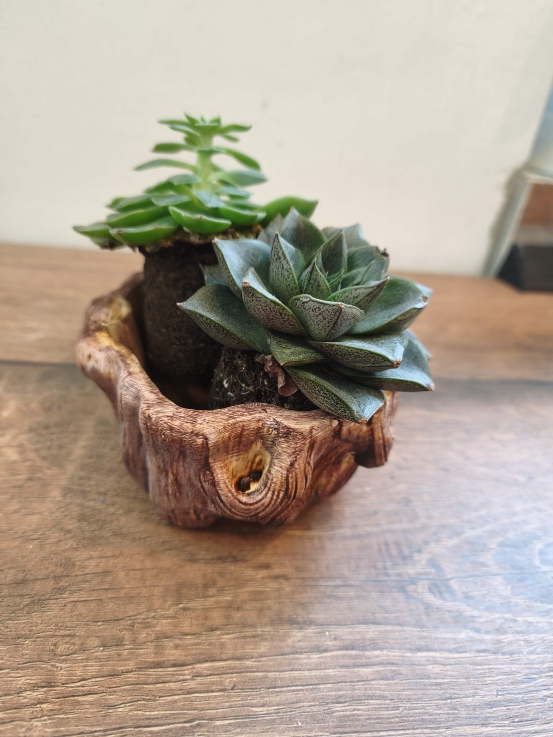 Ghiveci Buturuga Ceramic - casă & stil de viață - decorațiuni de casă - accesorii florale - ghiveci de plante - Artynos.ro