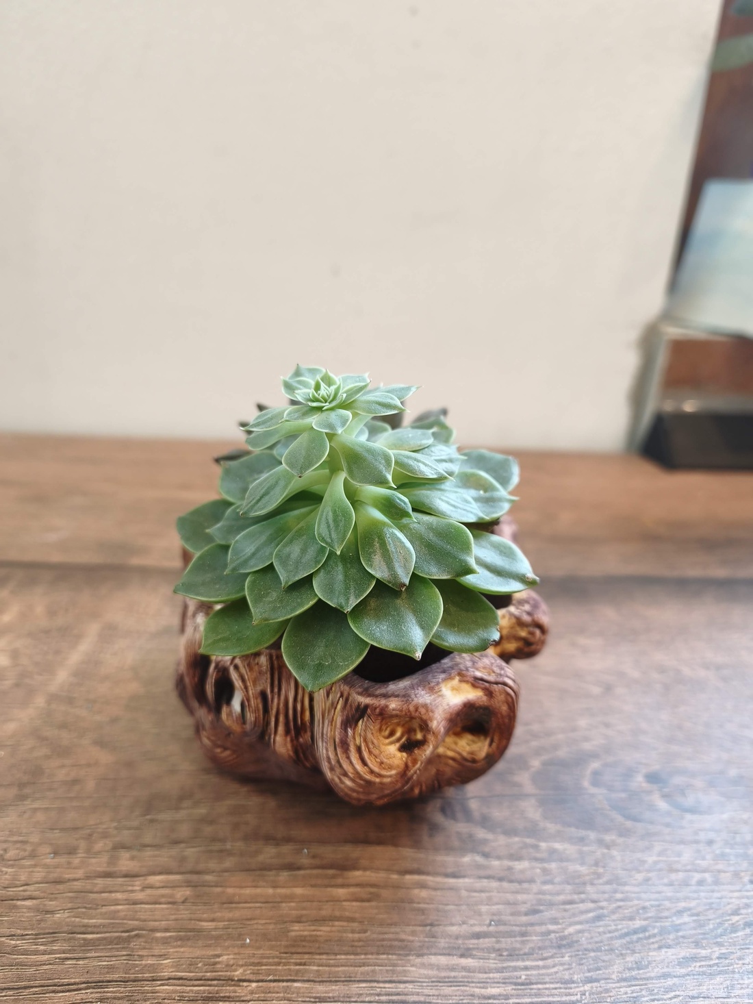 Ghiveci Buturuga Ceramic - casă & stil de viață - decorațiuni de casă - accesorii florale - ghiveci de plante - Artynos.ro