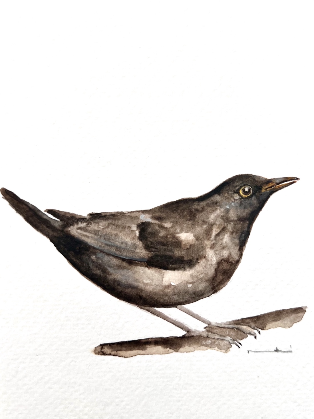 pictură originală în acuarelă de pasăre - arte vizuale și accesorii  - picturi - acuarele picturi - Artynos.ro