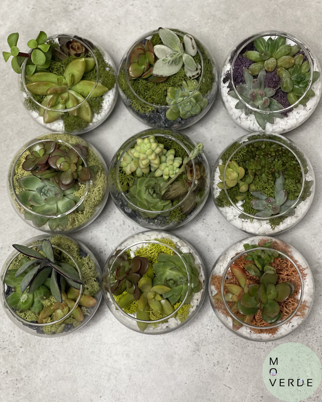 Oaza de Verde, terariu cu 3 plante suculente naturale - casă & stil de viață - decorațiuni de casă - accesorii florale - ghiveci de plante - Artynos.ro