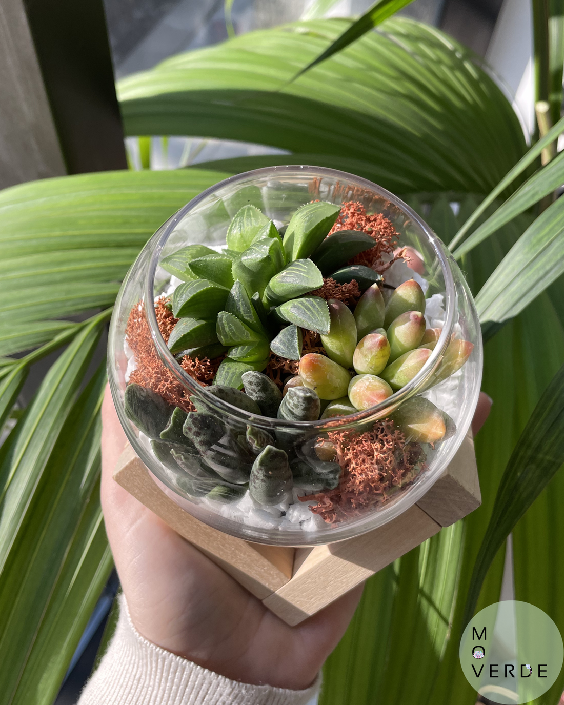 Oaza de Verde, terariu cu 3 plante suculente naturale - casă & stil de viață - decorațiuni de casă - accesorii florale - ghiveci de plante - Artynos.ro