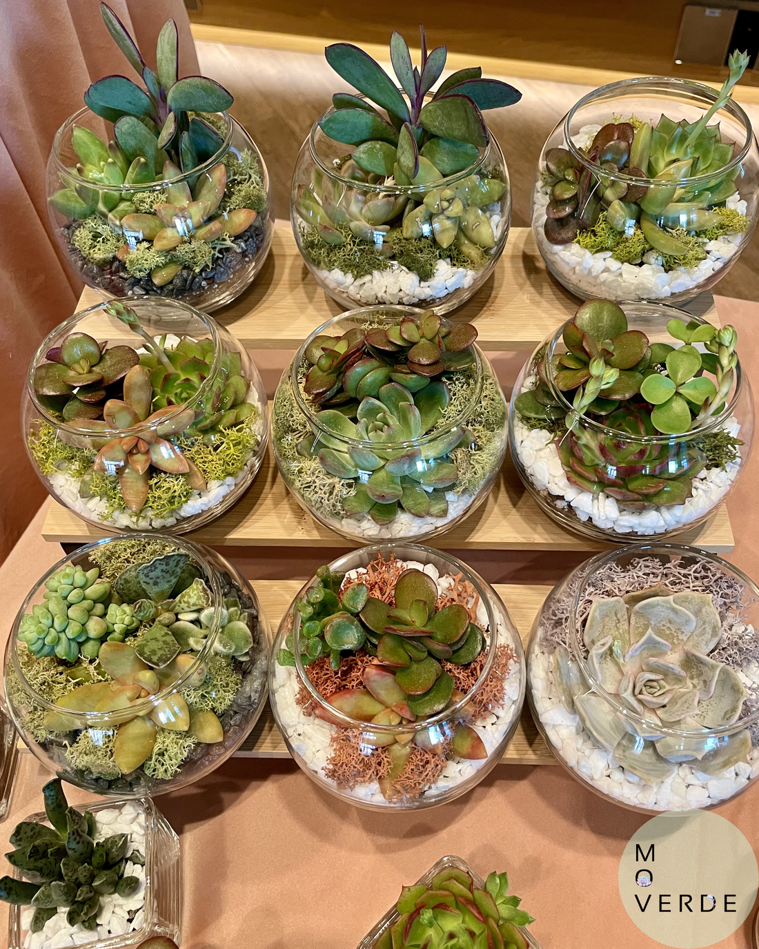 Oaza de Verde, terariu cu 3 plante suculente naturale - casă & stil de viață - decorațiuni de casă - accesorii florale - ghiveci de plante - Artynos.ro
