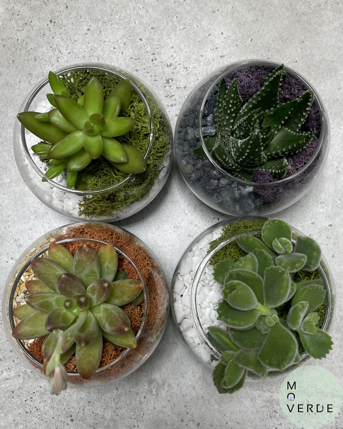 Oaza de Verde, terariu cu o planta suculenta naturala - casă & stil de viață - decorațiuni de casă - accesorii florale - ghiveci de plante - Artynos.ro