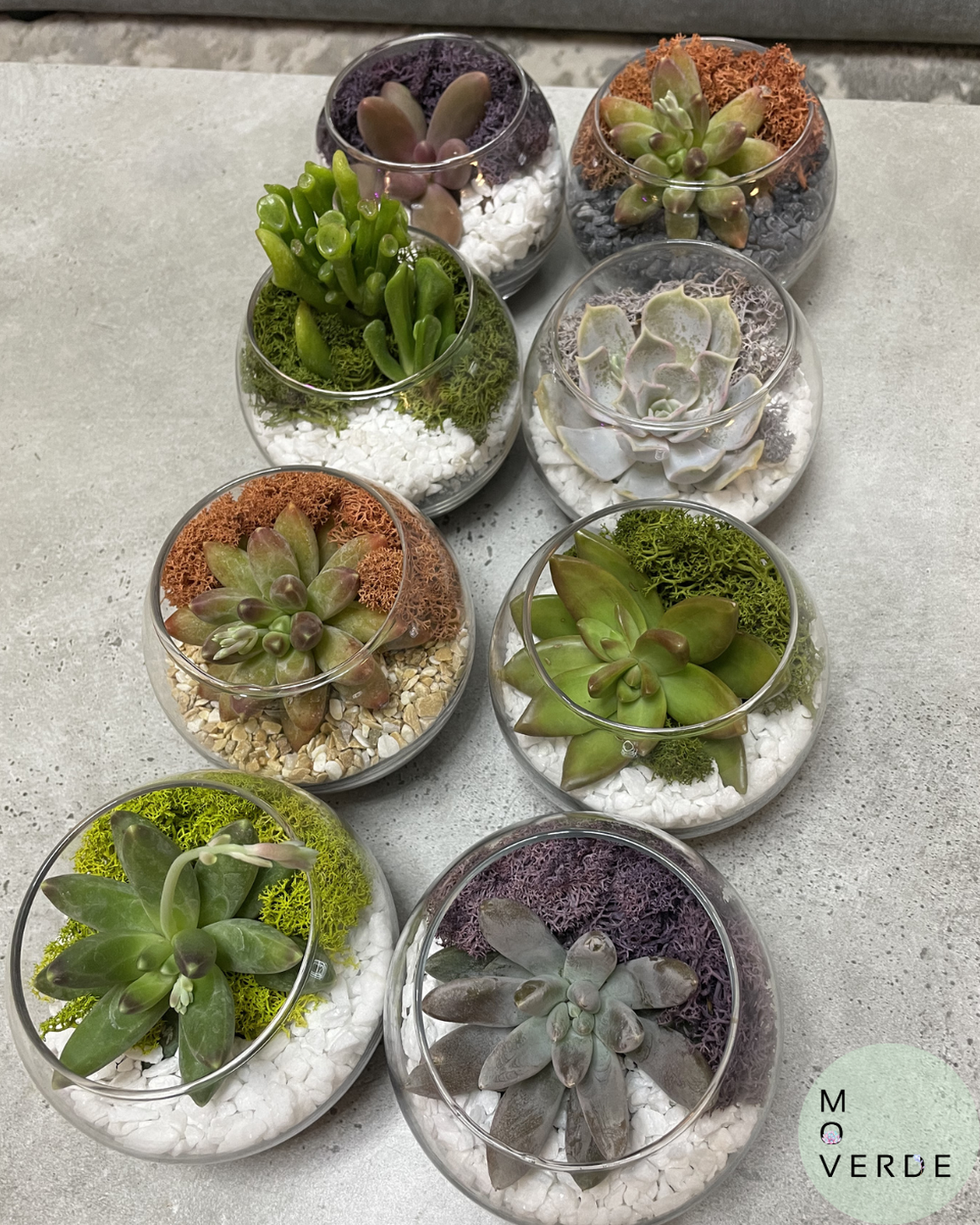 Oaza de Verde, terariu cu o planta suculenta naturala - casă & stil de viață - decorațiuni de casă - accesorii florale - ghiveci de plante - Artynos.ro
