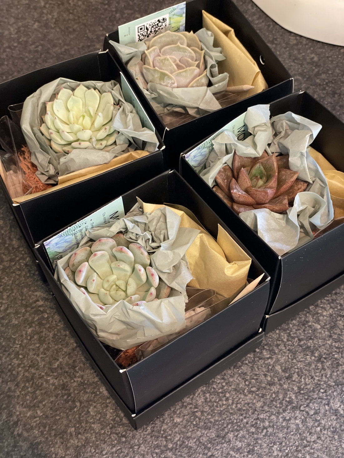 KIT DIY cu plante suculente S - diy - pregătește-ți singur - pachete diy, kituri - Artynos.ro