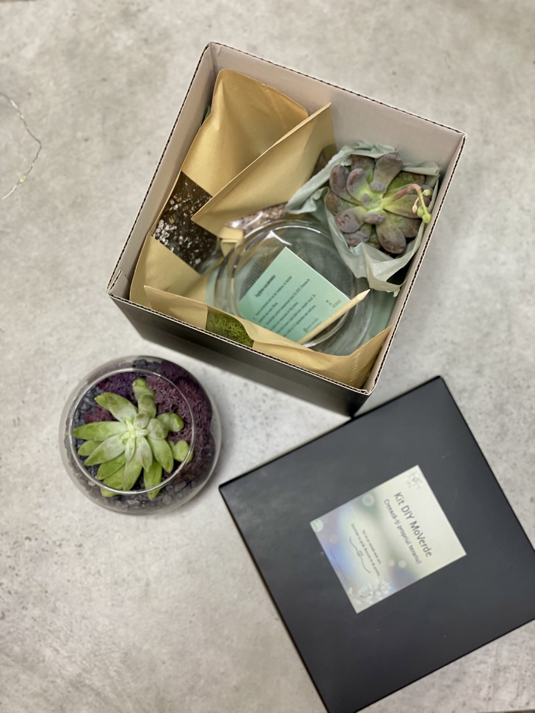 KIT DIY cu plante suculente M - diy - pregătește-ți singur - pachete diy, kituri - Artynos.ro