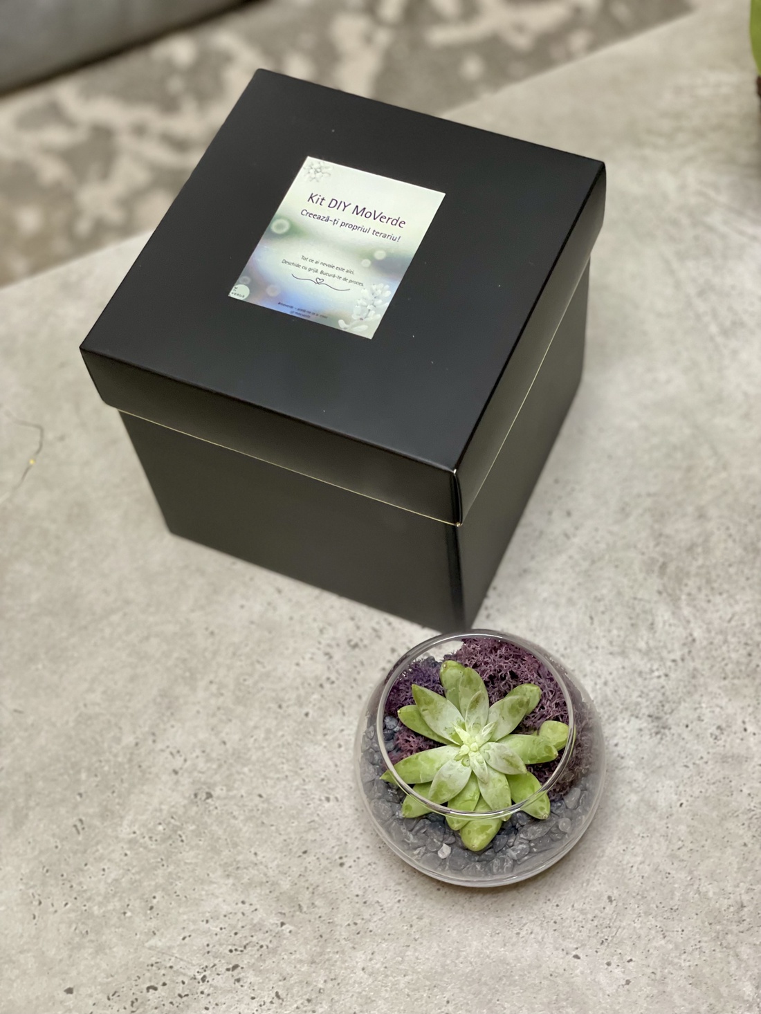 KIT DIY cu plante suculente M - diy - pregătește-ți singur - pachete diy, kituri - Artynos.ro