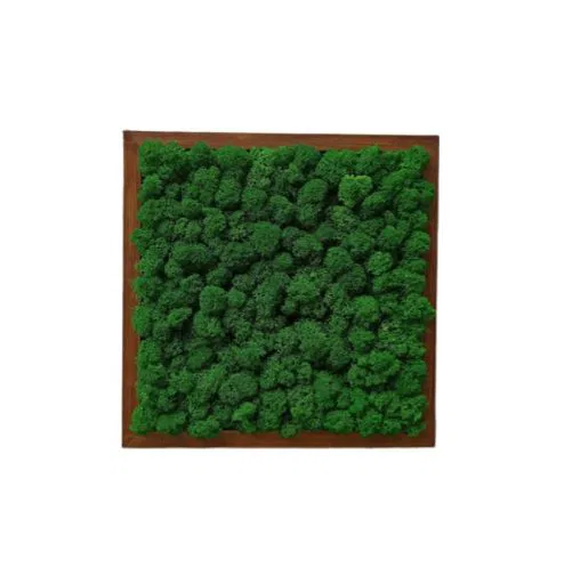 Tablou din licheni stabilizați 3030 cm decor natural pentru perete, handmade - casă & stil de viață - accesorii pentru decorat casa - decorațiuni de pereți, decorațiuni suspendate - tablou cu licheni - Artynos.ro Tablou din licheni stabilizați 3030 cm decor natural pentru perete, handmade - casă & stil de viață - accesorii pentru decorat casa - decorațiuni de pereți, decorațiuni suspendate - tablou cu licheni - Artynos.ro