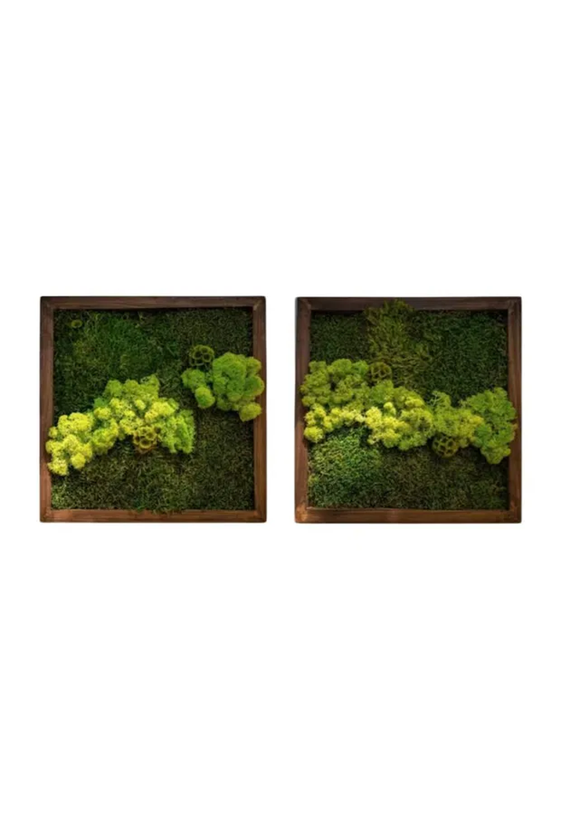 Set 2 Buc Tablou decorativ cu licheni stabilizați 3030 cm design natural și minimalist - casă & stil de viață - accesorii pentru decorat casa - decorațiuni de pereți, decorațiuni suspendate - tablou cu licheni - Artynos.ro Set 2 Buc Tablou decorativ cu licheni stabilizați 3030 cm design natural și minimalist - casă & stil de viață - accesorii pentru decorat casa - decorațiuni de pereți, decorațiuni suspendate - tablou cu licheni - Artynos.ro